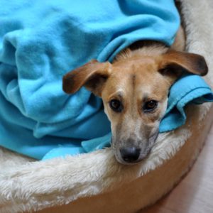 muss ich schon aufstehen? - relaxing dog