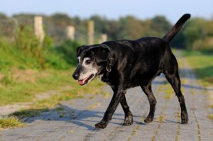 Hundesenior