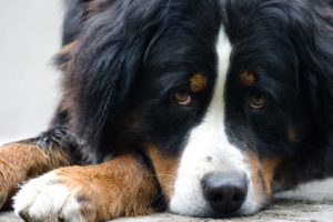 Liegender Berner Sennenhund