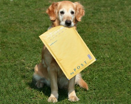 Hund bringt Post