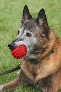 Älterer Malinois Portrait